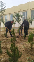 Zəngilan Rayon İcra Hakimiyyətinin təşkilatçılığı ilə ağacəkmə aksiyası davam etdirilir.